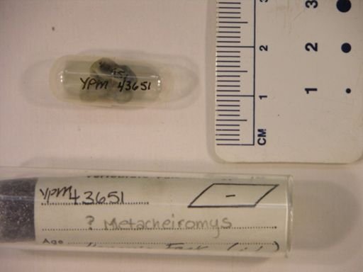 Metacheiromys?