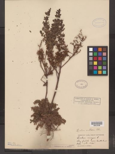 Lechea villosa
