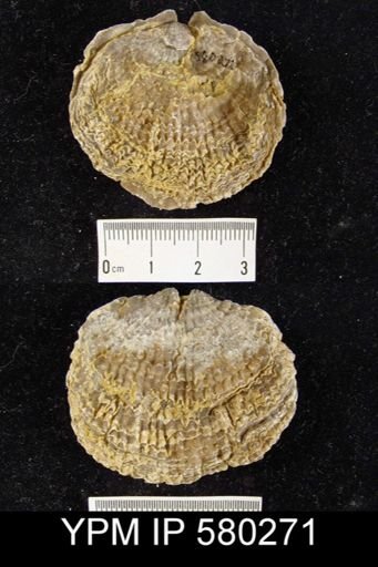 Spinatrypina (Exatrypa) sp.