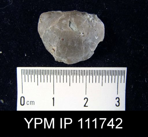 Brachyprion robustum