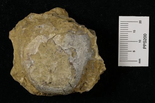 Linoproductus prattenianus