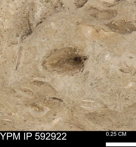 undet. Bivalvia