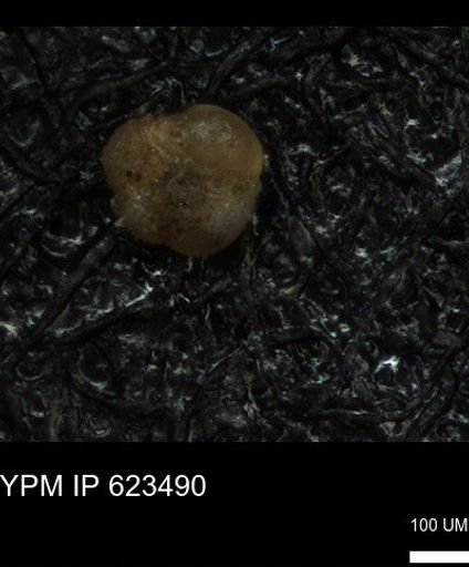 undet. Foraminiferida