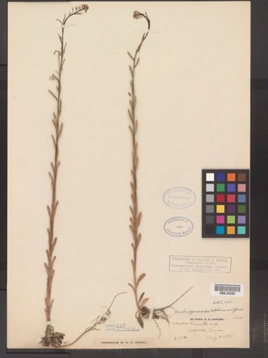 Arabis hirsuta pycnocarpa