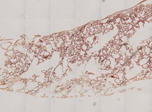 Halichondria