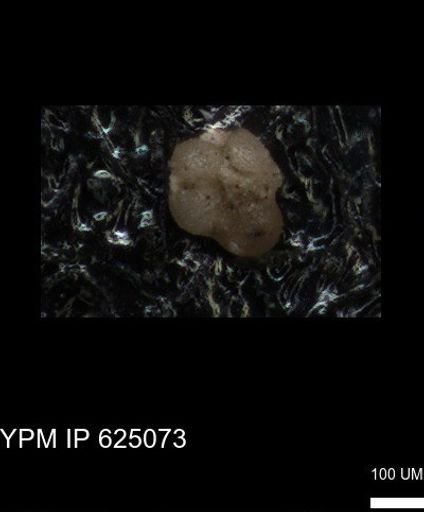 undet. Foraminiferida