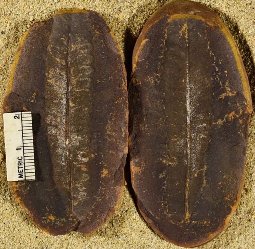 Pecopteris