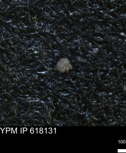 undet. Foraminiferida