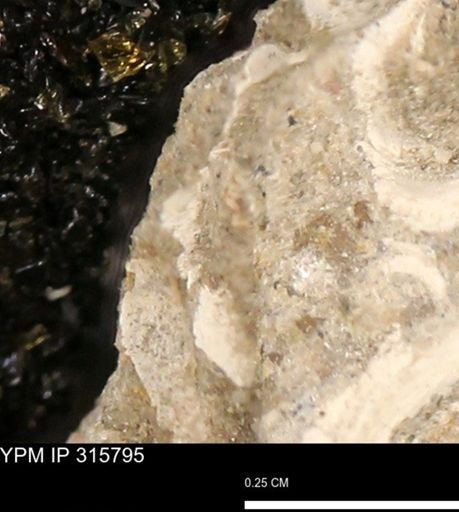 undet. Mollusca