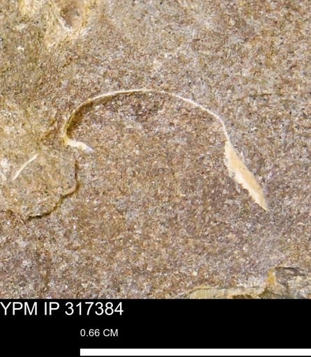 undet. Mollusca