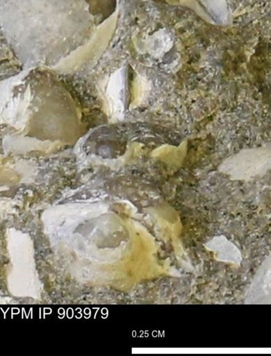 undet. Mollusca