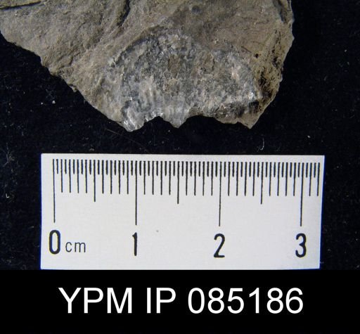 Atrypa reticularis