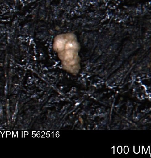 Verneuilina canadensis