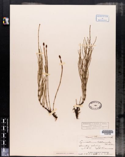 Equisetum