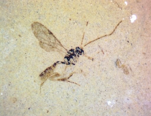 undet. Ichneumonidae