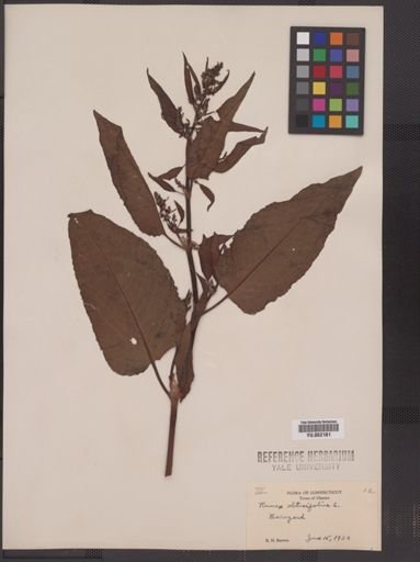 Rumex obtusifolius