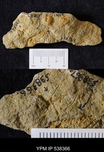 undet. Ophiuroidea