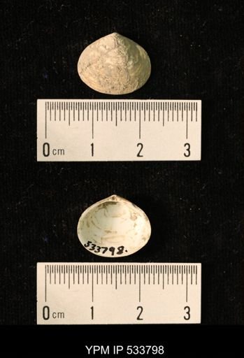 Macoma groenlandica