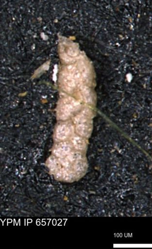 Ammobaculoides whitneyi