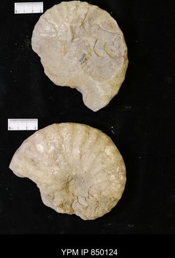 undet. Ammonoidea