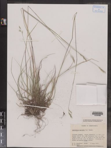Danthonia spicata