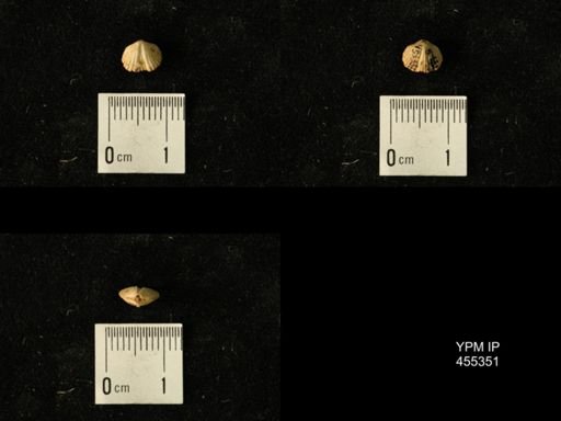 Platystrophia juvenes