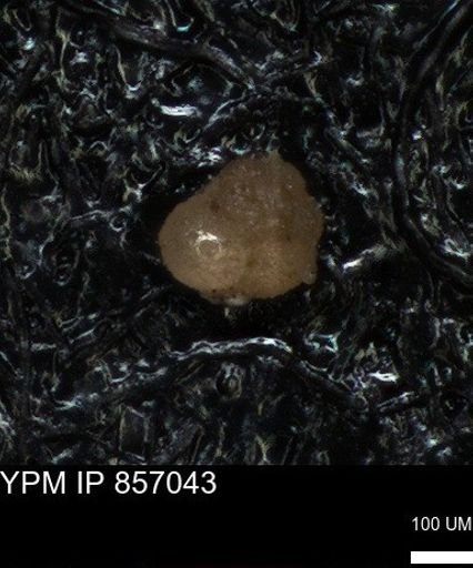undet. Foraminiferida