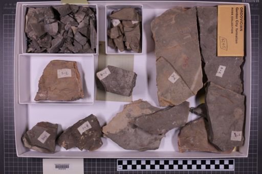 mixed taxa, stratigraphic collection
