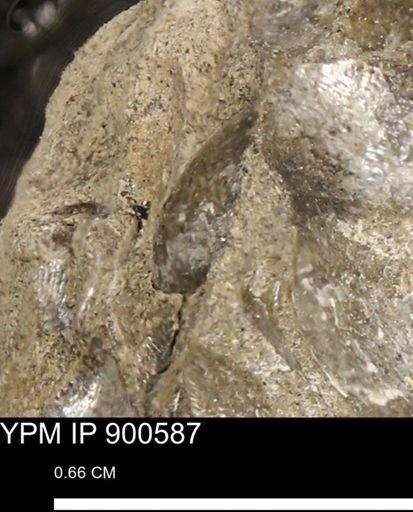 Anomia gryphorhyncha