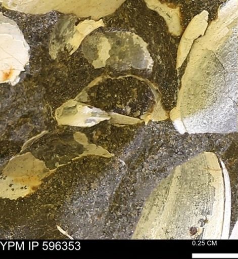 Limopsis? striatopunctatus