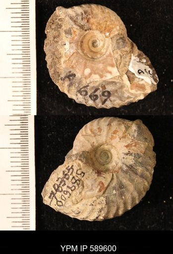 Hoploscaphites comprimus