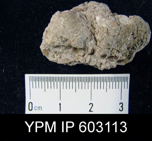 cf. Reticularia