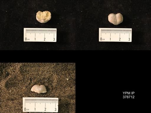 Marginifera wabashensis
