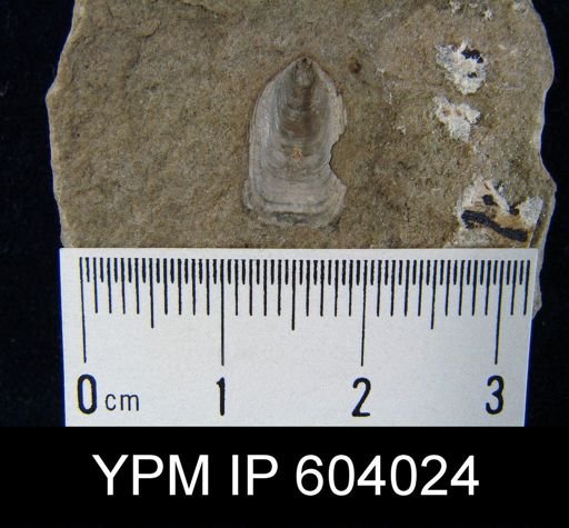Lingula clintoni