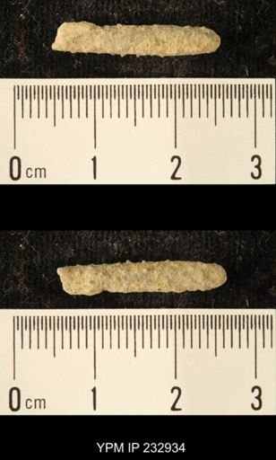 Archaeocidaris sp.