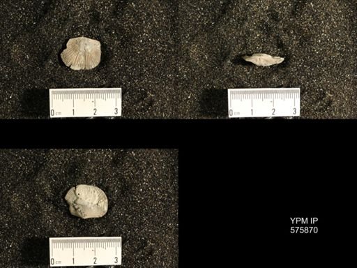 Dinorthis subquadrata