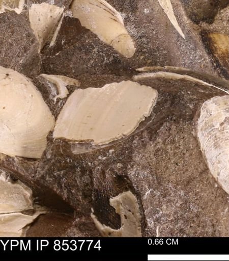 Limopsis striatopunctatus