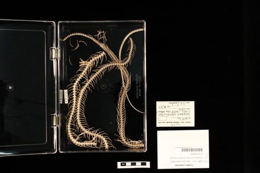Coluber constrictor