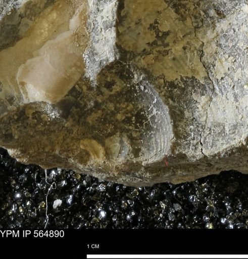 undet. Gastropoda