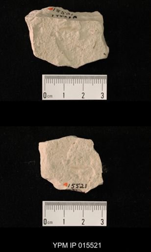 Probnis speciosa