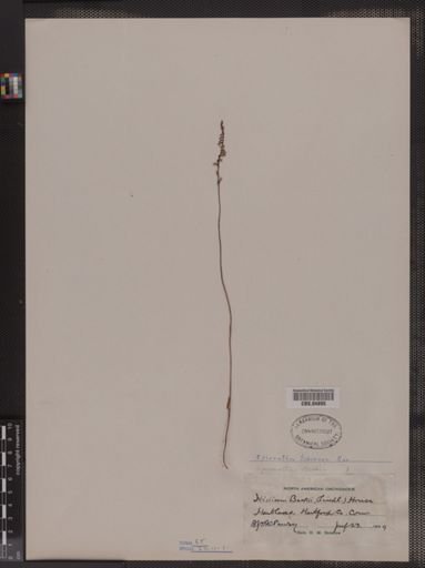 Spiranthes tuberosa