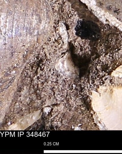undet. Mollusca