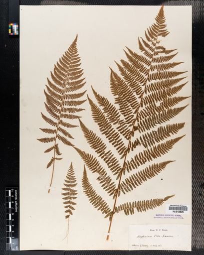 Plantae