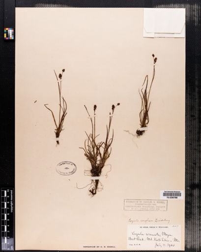 Luzula confusa