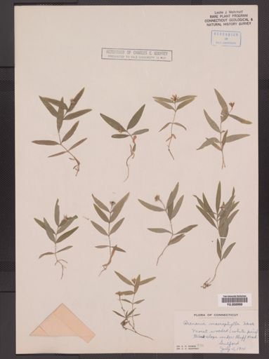 Arenaria macrophylla