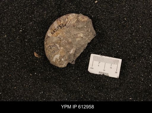 Clioscaphites vermiformis