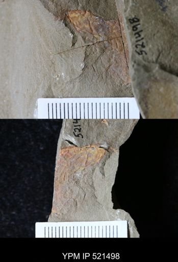 undet. Arthropoda