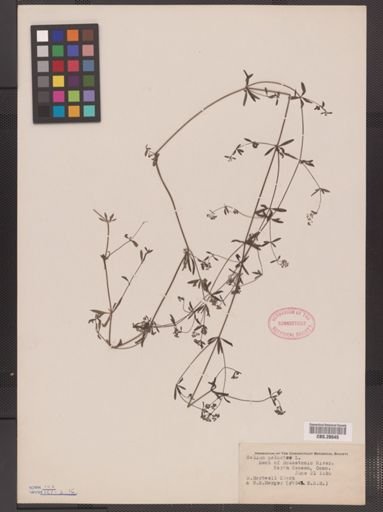 Galium palustre