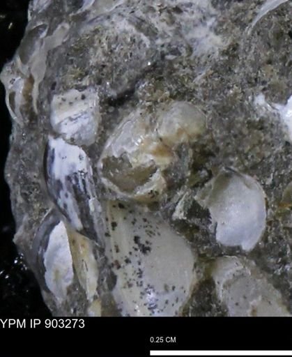 undet. Bivalvia