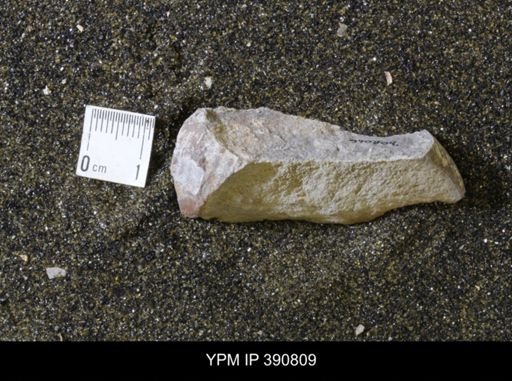 undet. Scaphitidae